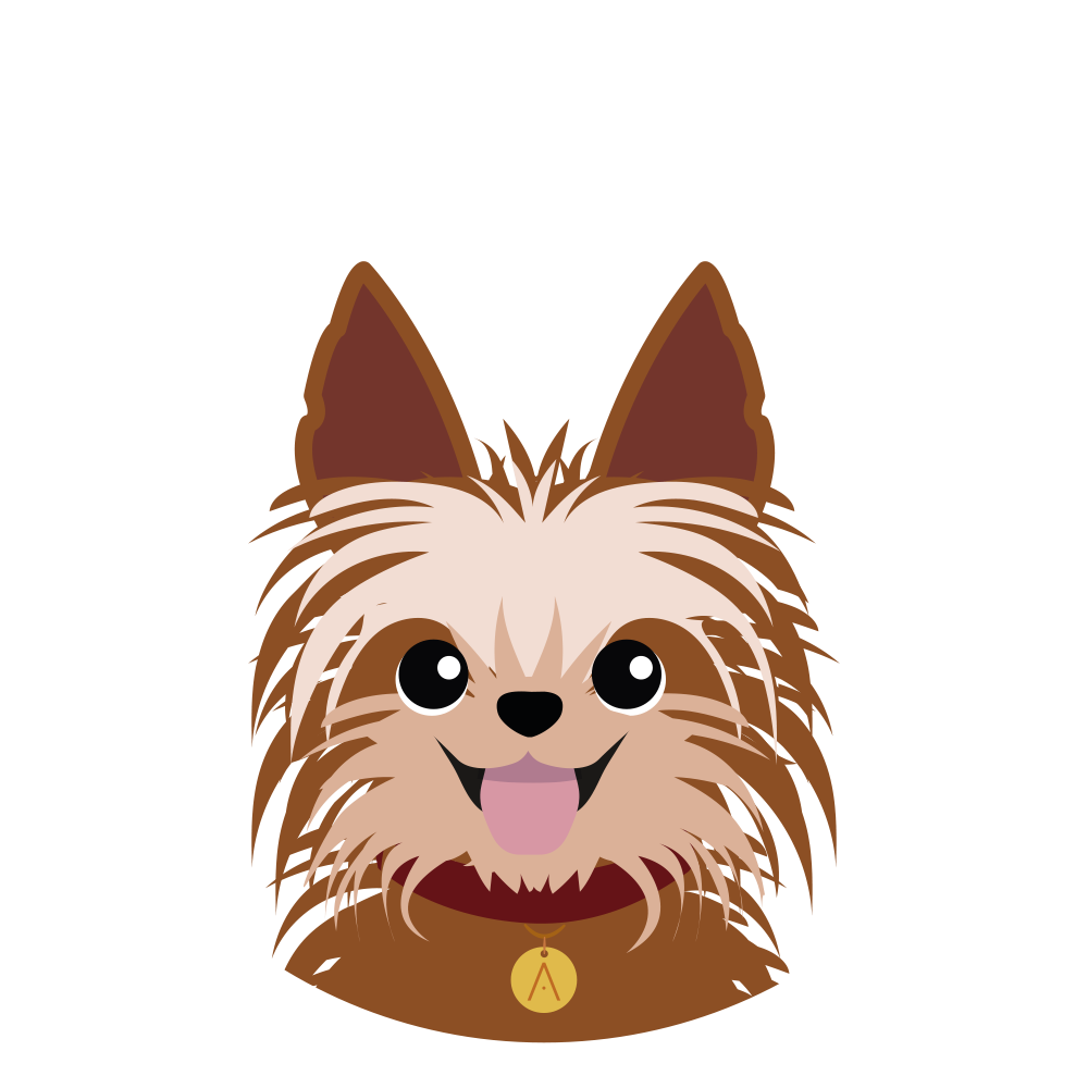 Yorkie Marron