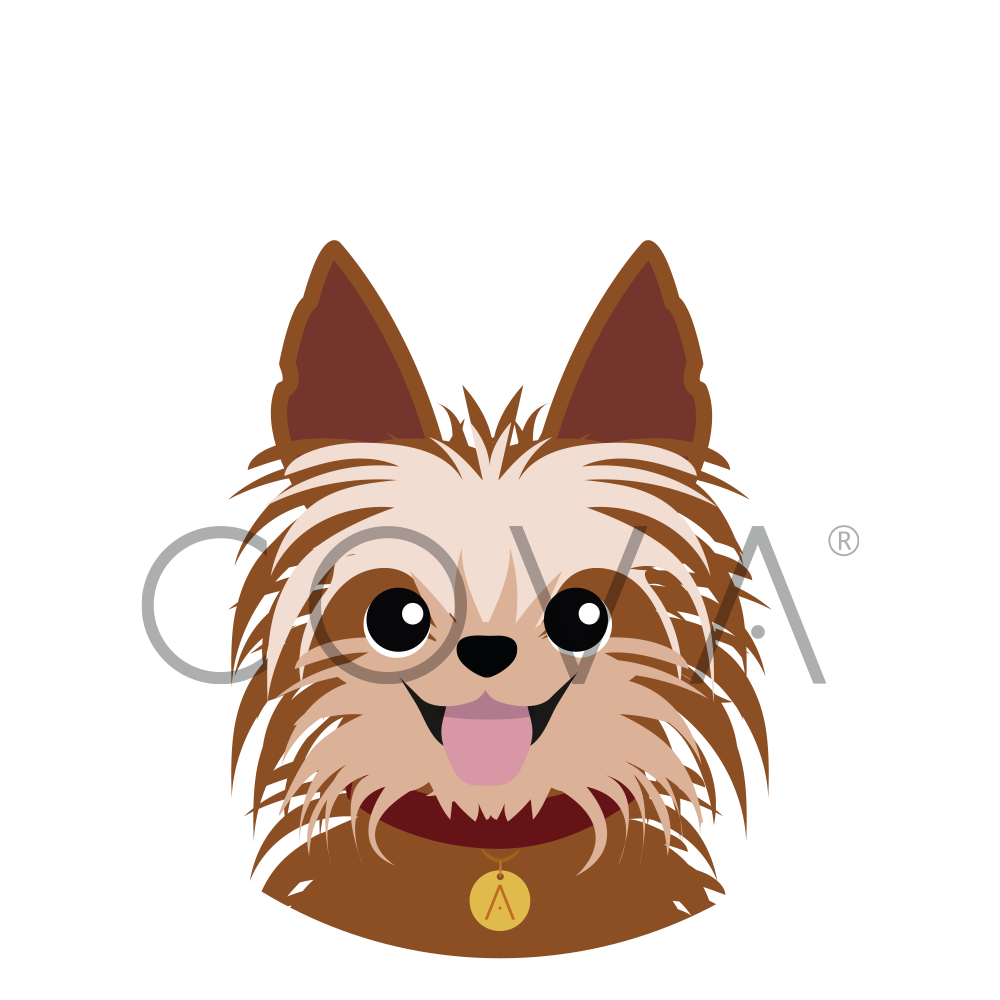 Yorkie Marron