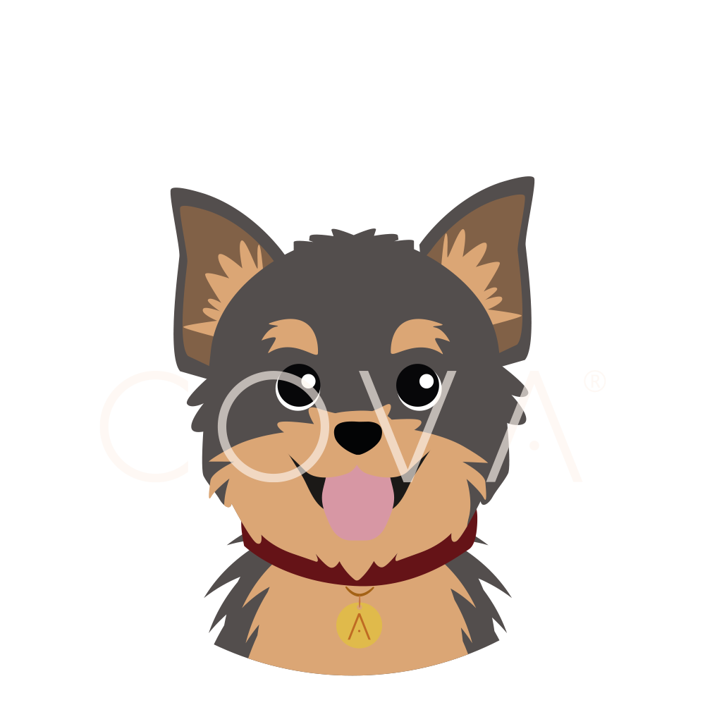 Yorkie Gris