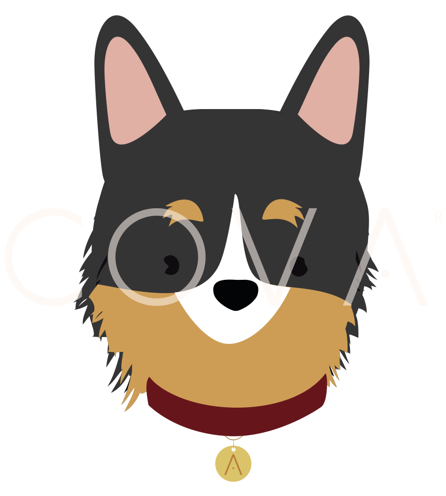 Border Collie Tricolor