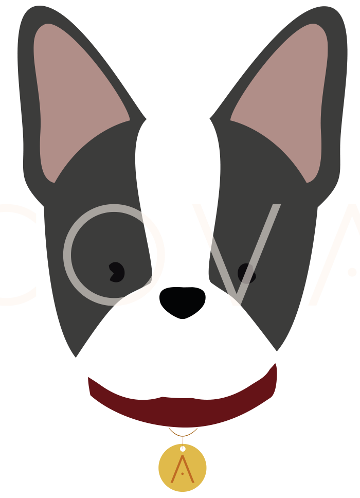 Boston terrier