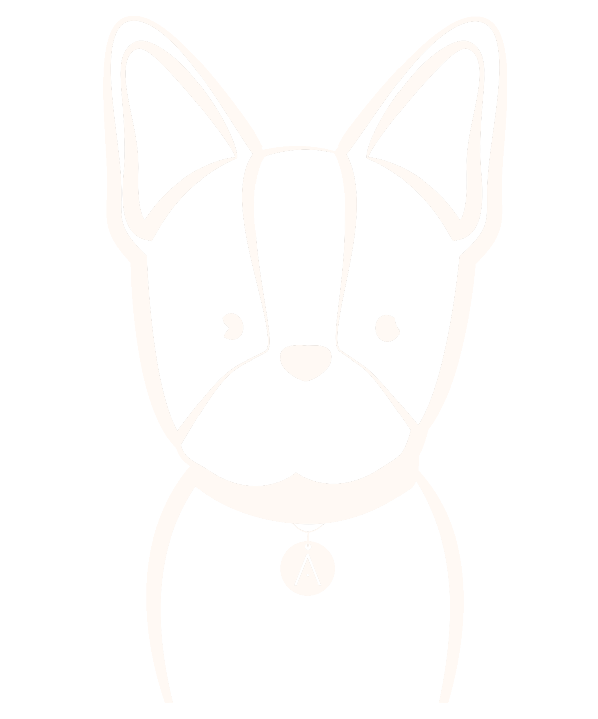 Boston Terrier
