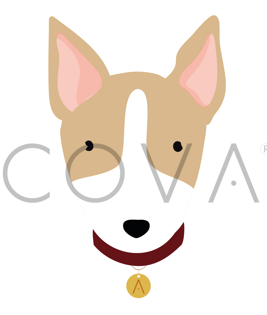 Bull Terrier Amarillo