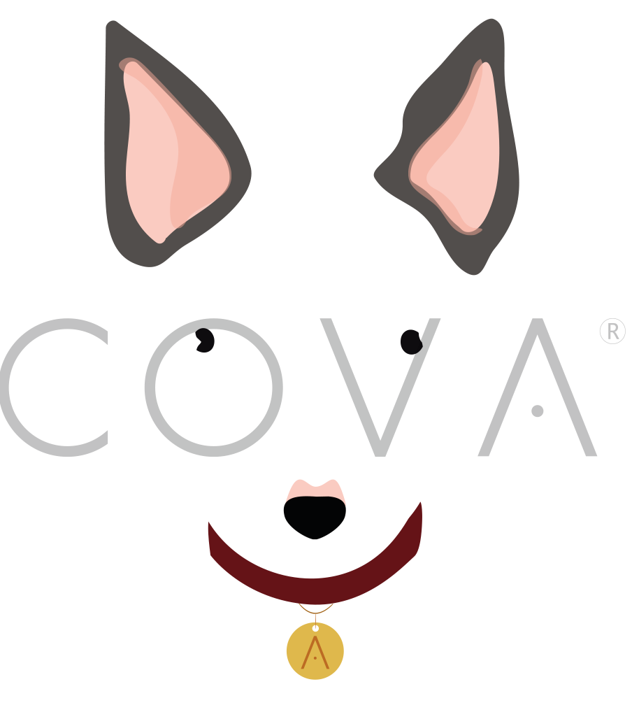 Bull Terrier Blanco