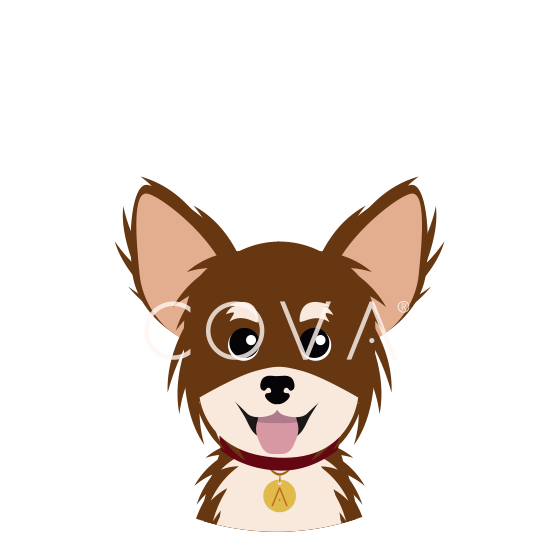 Chihuahua Pelo Largo