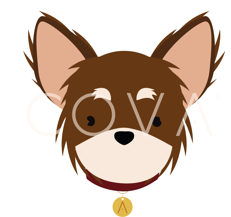 Chihuahua de Pelo Largo