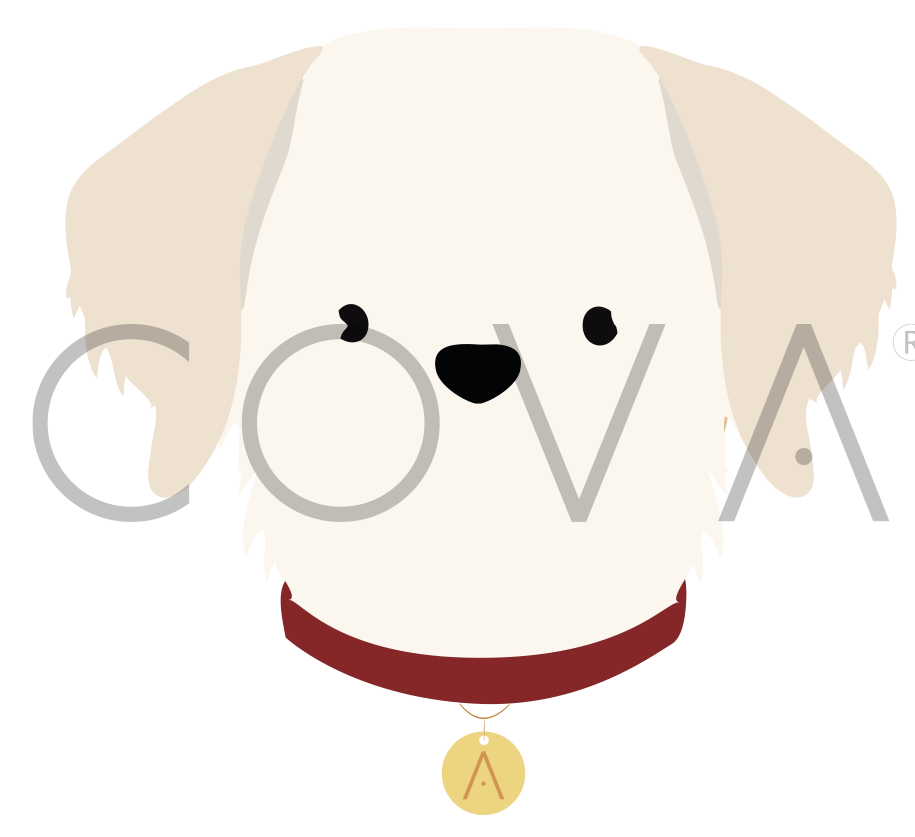 Golden Retriever Blanco