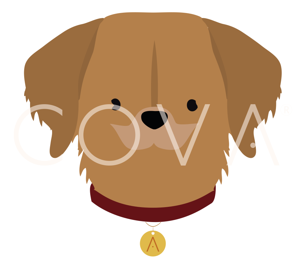 Golden Retriever Canela