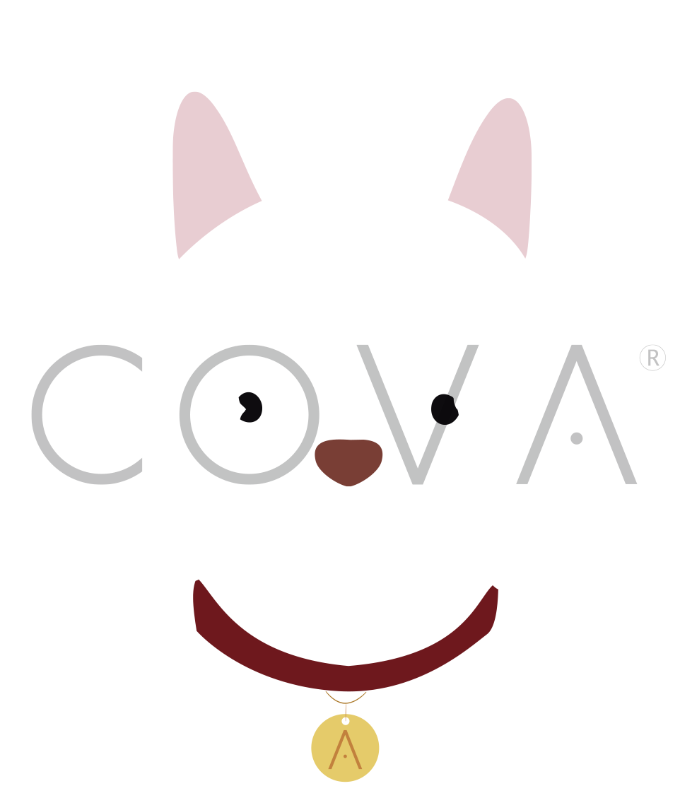 Husky Siberiano Blanco