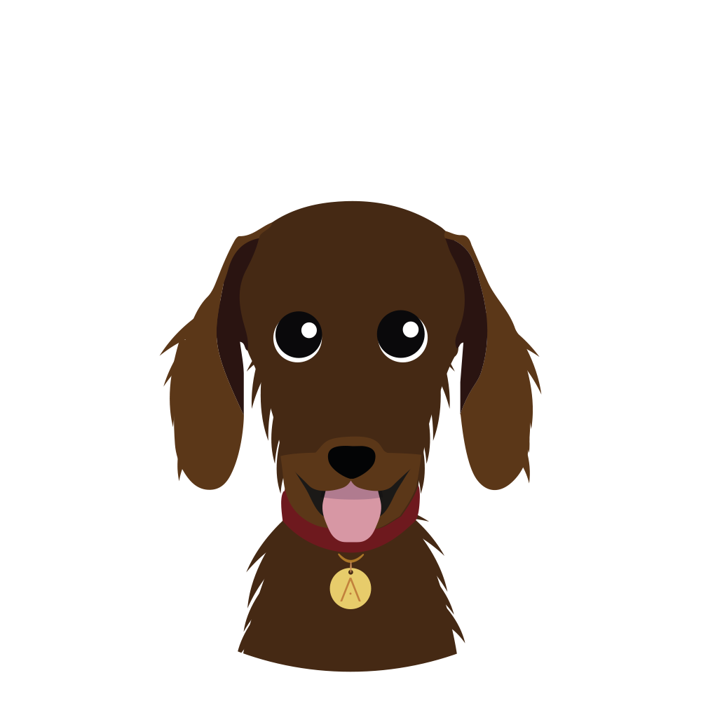 Dachshund Marron