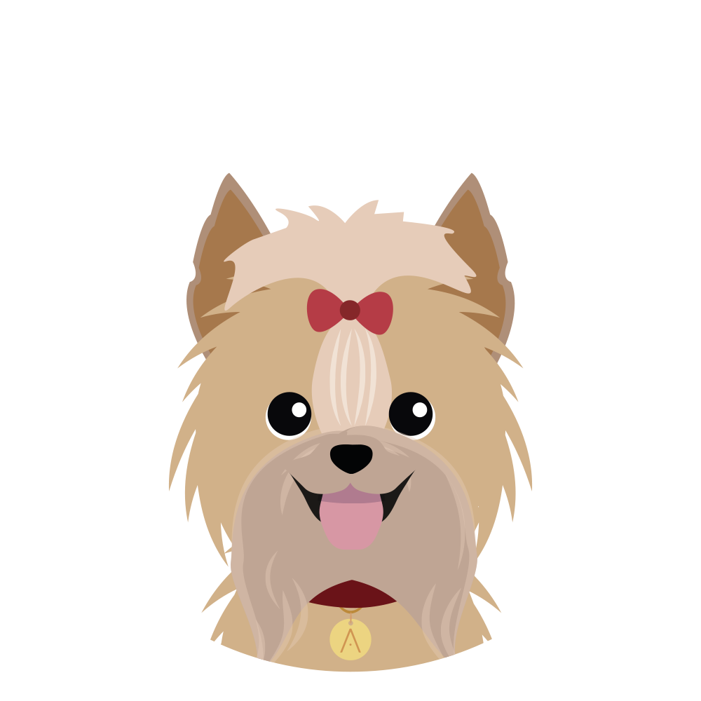 Yorkie Pelo Largo