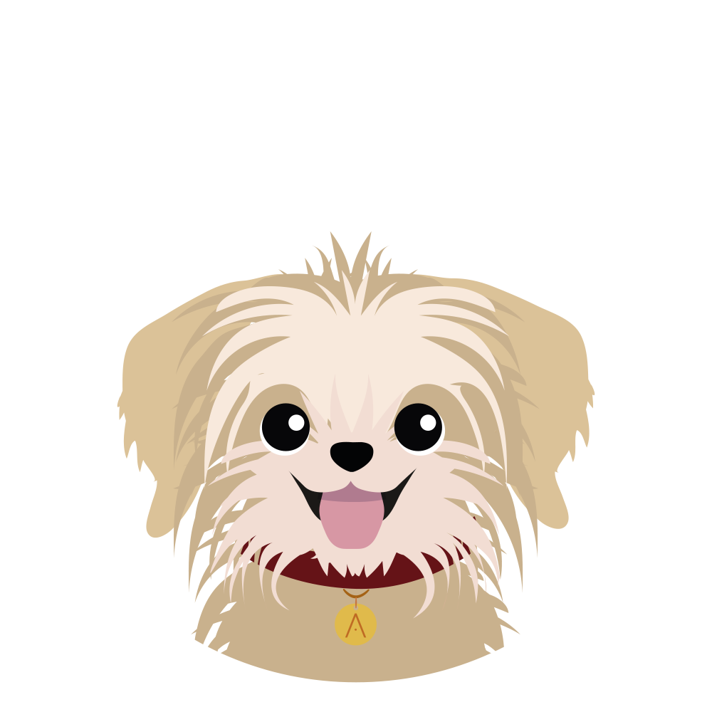 Yorkie Dorado