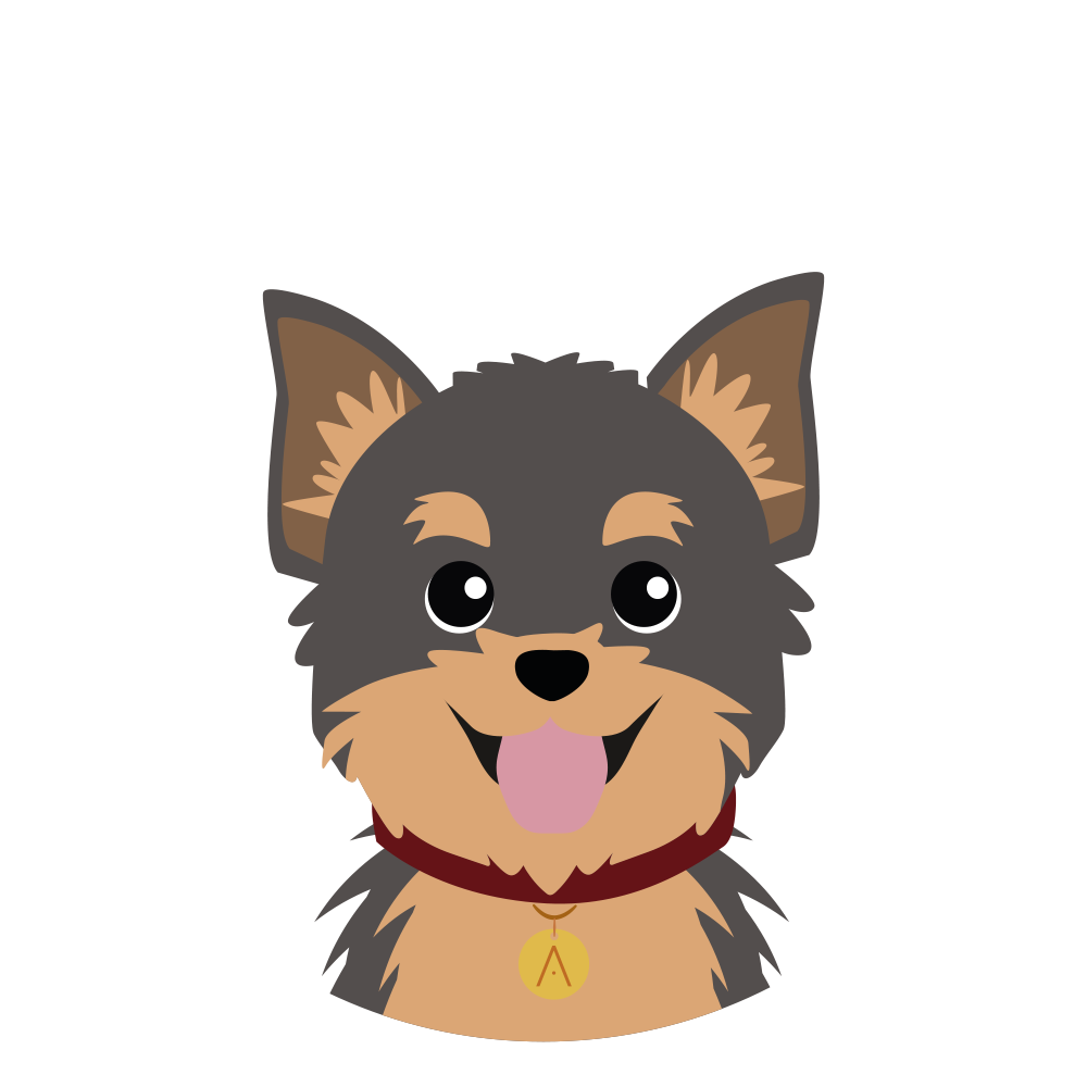 Yorkie Gris