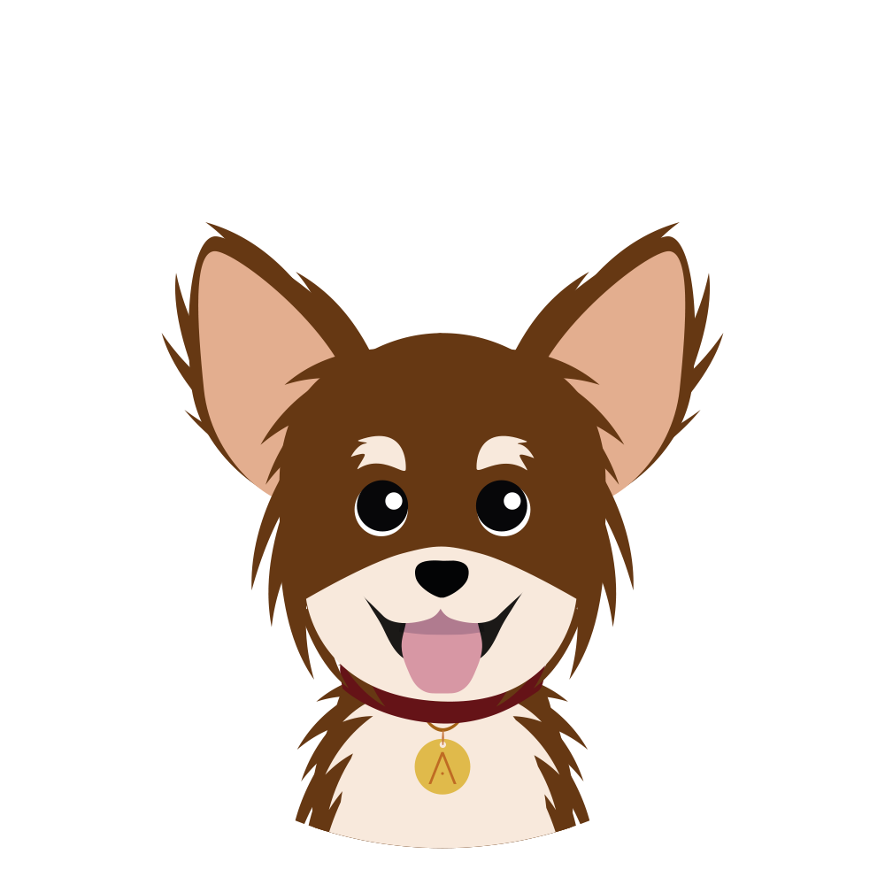 Chihuahua Pelo Largo