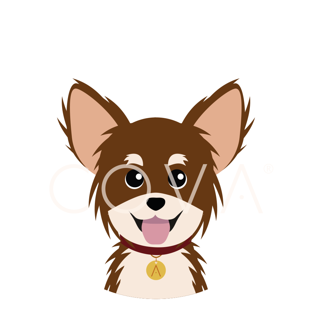 Chihuahua Pelo Largo