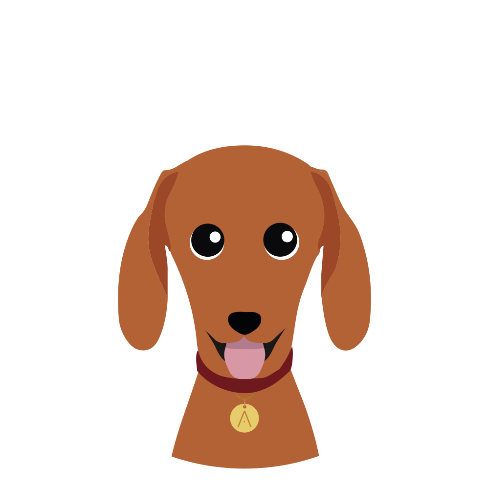 Dachshund