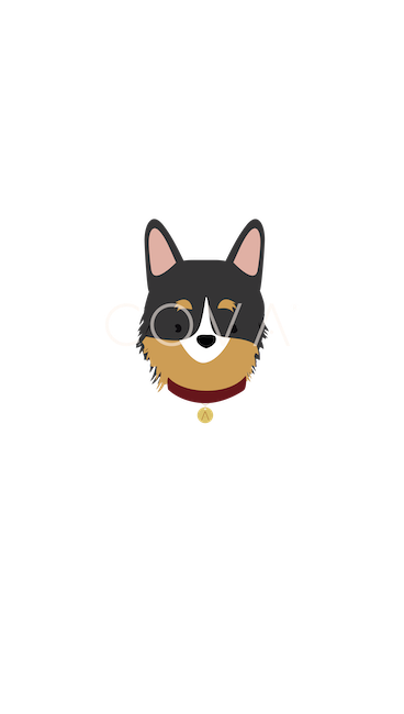 Border Collie Tricolor