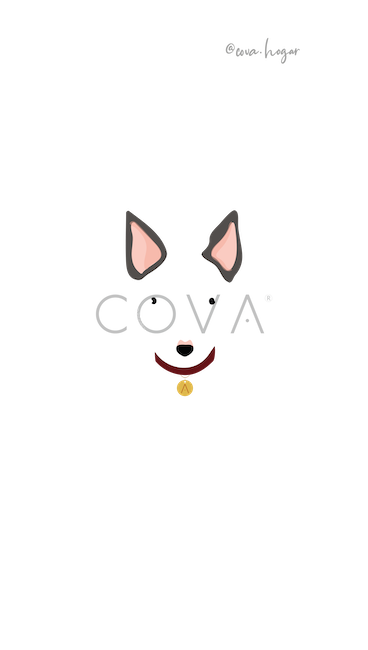 Bull Terrier Blanco