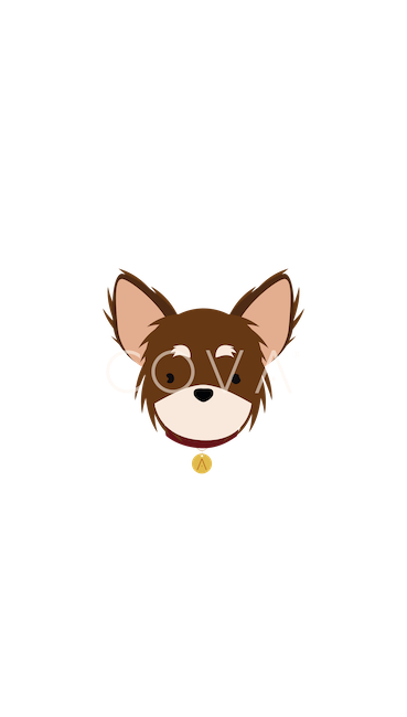 Chihuahua de Pelo Largo