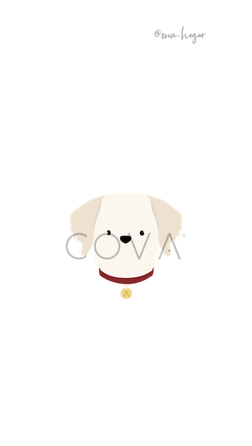 Golden Retriever Blanco