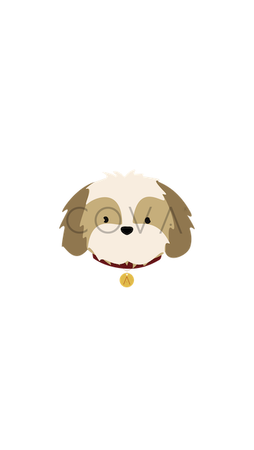Shih Tzu Dorado