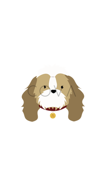 Shih Tzu de Pelo Largo