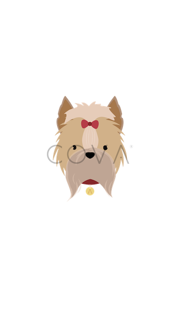 Yorkie de Pelo Largo