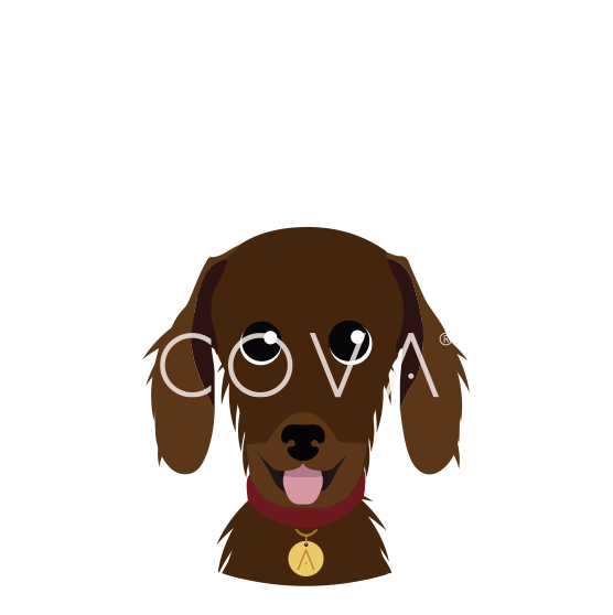 Dachshund Pelo Largo