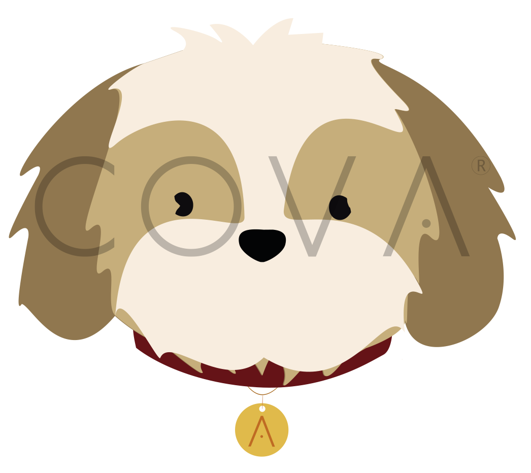 Shih Tzu Dorado