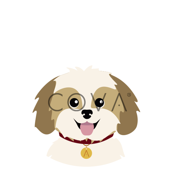 Shih Tzu Dorado