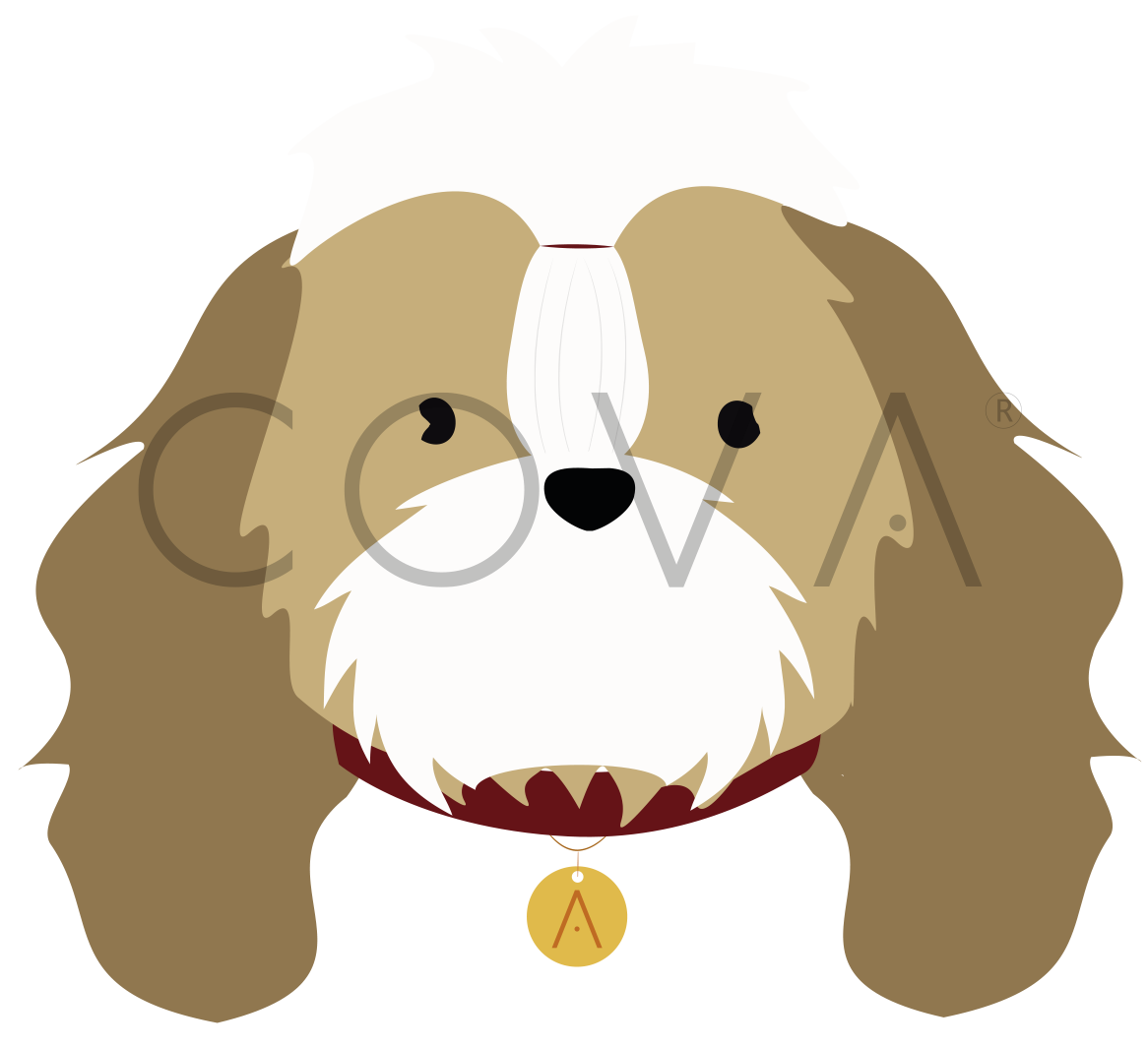 Shih Tzu de Pelo Largo