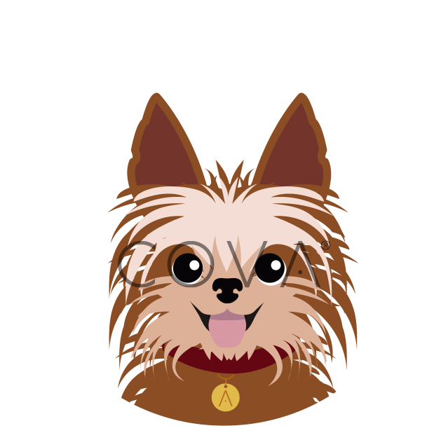 Yorkie Marrón