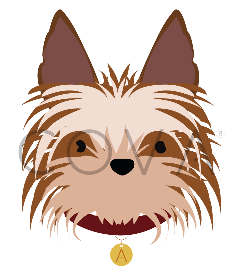 Yorkie 2