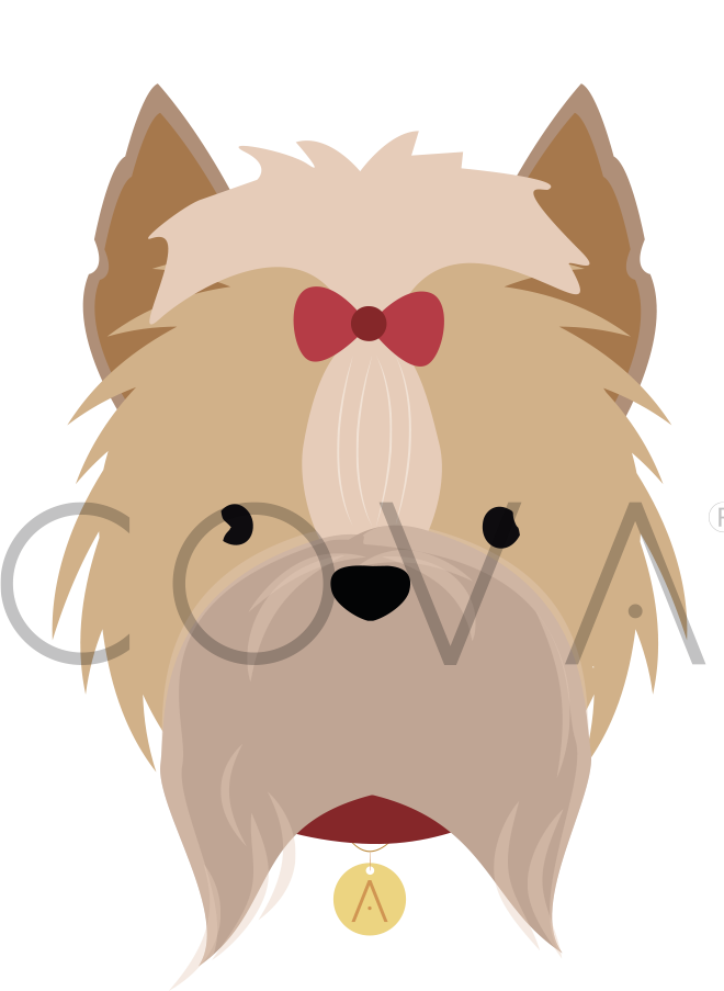 Yorkie de Pelo Largo